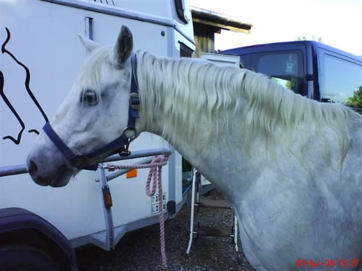 Welsh Pony (sec B) Møllegaards Sunshine - at låne gry sin mobil xD  billede 3