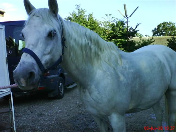 Welsh Pony (sec B) Møllegaards Sunshine - at låne gry sin mobil xD  billede 4