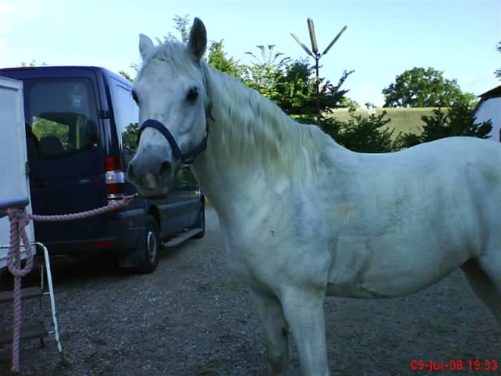 Welsh Pony (sec B) Møllegaards Sunshine - at låne gry sin mobil xD billede 5