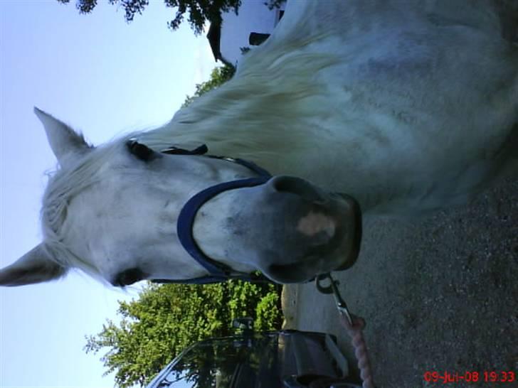 Welsh Pony (sec B) Møllegaards Sunshine - at låne gry sin mobil xD  billede 6