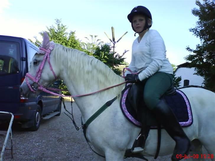 Welsh Pony (sec B) Møllegaards Sunshine - at låne gry sin mobil xD  billede 7