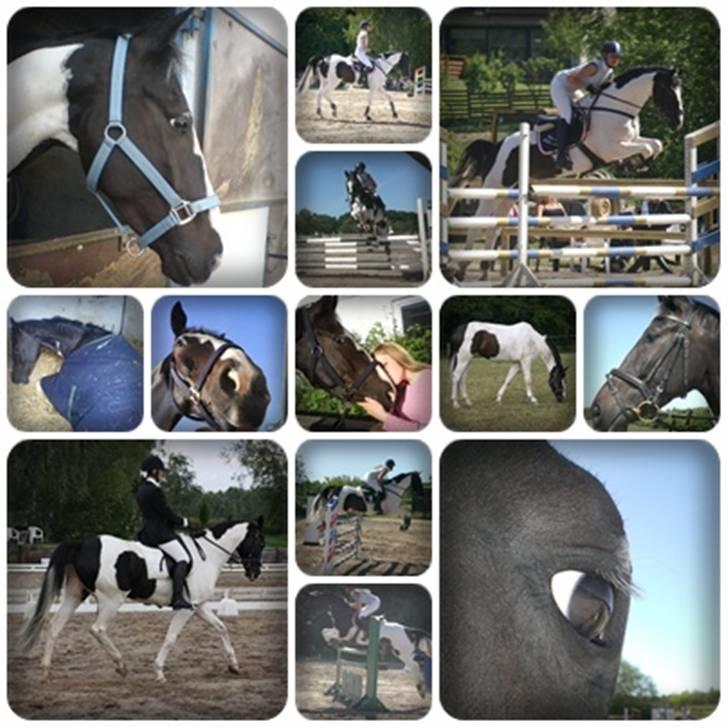 Anden særlig race Europy / Unik (PASSER) - Maaannnggeee unik´er <3 billede 19