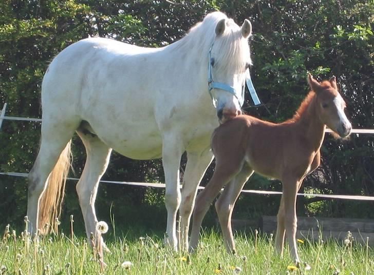 Welsh Pony (sec B) Hovmarkens Liva *Solgt* billede 3