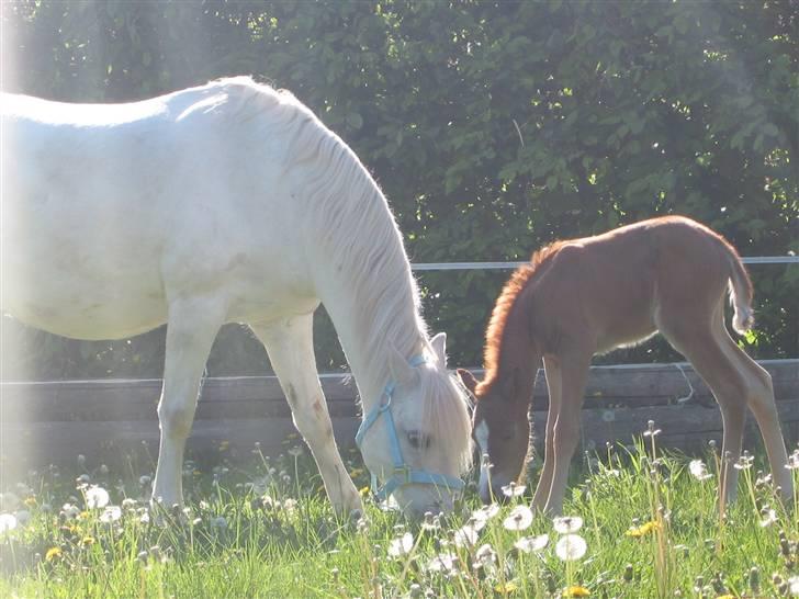 Welsh Pony (sec B) Hovmarkens Liva *Solgt* - Liva og Dulle :) billede 4