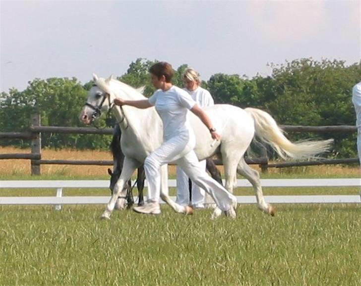 Welsh Pony (sec B) Hovmarkens Liva *Solgt* billede 5