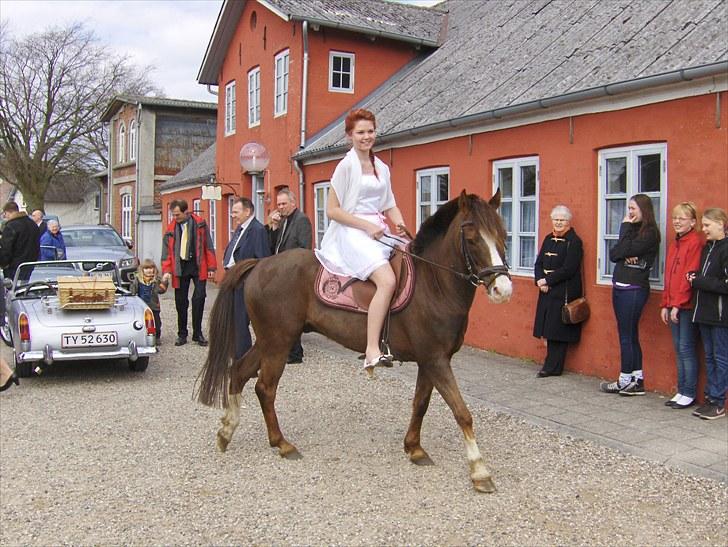 Anden særlig race Frenki - SOLGT .. - til min konfirmation..(: hvor jeg blev hentet af FRENKI!.i; billede 4