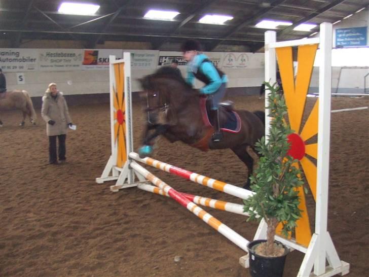 Welsh Pony af Cob-type (sec C) Rolo - Fra Tina Lund kursus i Thisted d. 10/2 2009 :b Ved billedet er sløret, men syntes lige det skulle med<3 :D billede 20