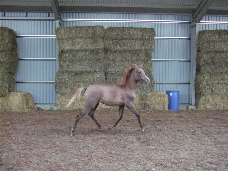 Arabisk fuldblod (OX) Niobe -, billede 1