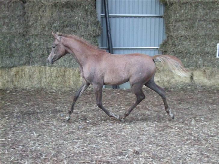 Arabisk fuldblod (OX) Niobe -, billede 2