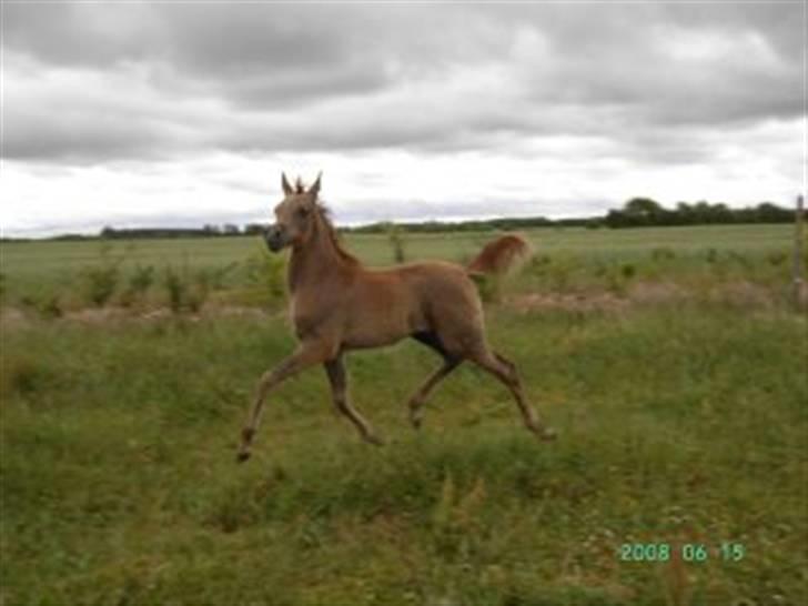 Arabisk fuldblod (OX) Niobe -, billede 3