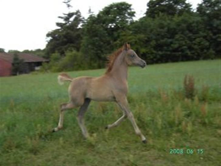 Arabisk fuldblod (OX) Niobe -, billede 4