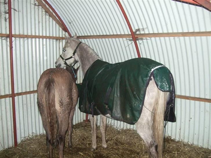 Arabisk fuldblod (OX) Niobe -, - Den lille frækkert hugger mad fra de voksne billede 5