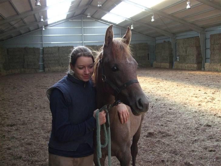 Arabisk fuldblod (OX) Niobe -, - Niobe og mig billede 6