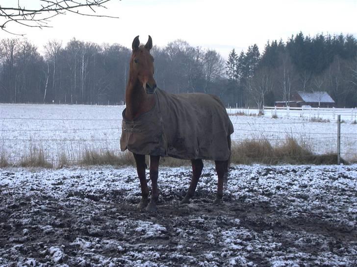 Mecklenburger Uliane R.I.P. billede 15