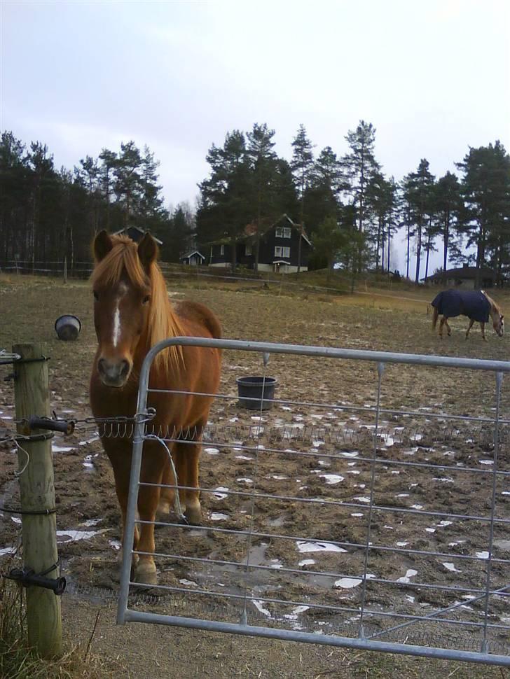 Nordlands Miramis <3 Hvil i fred - Gutten min venter på maten sin <33 :* billede 19