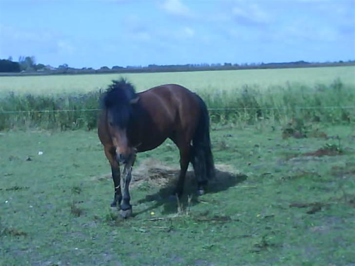 Anden særlig race Gaby - Gaby, ude på marken :) billede 2