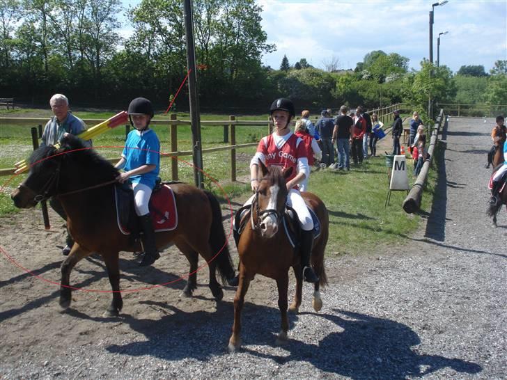 Anden særlig race Gaby - Bella (min anden pony) & Gaby .. der blev vi begga distriksmester. afd. a & os i afd. b billede 3