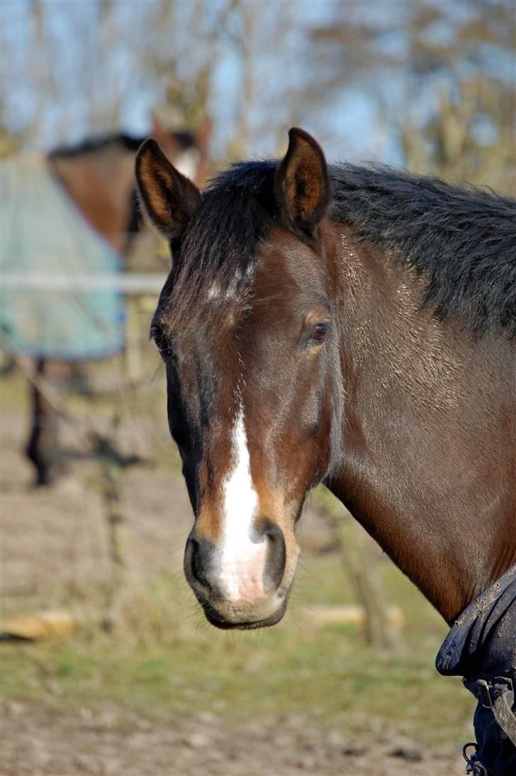 Welsh Cob (sec D) keilkær Agni - hej mor, ik blive sur har smidt min grime igen:) billede 20