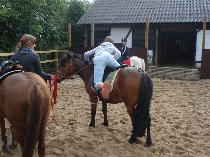 Anden særlig race Gaby - Camilla prøver at hoppe op på gaby. hehe :´) <´33 billede 8