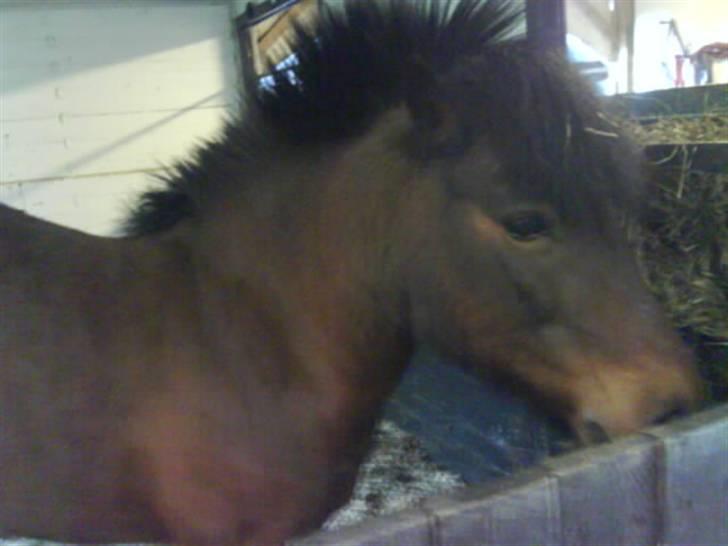 Anden særlig race Gaby - Gaby, også bedere kend som bobbel, hehe <333 vores dejlige tyksak, haha <33 billede 11