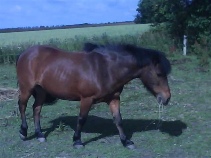 Anden særlig race Gaby - Gaby nyder sommeren :) billede 12