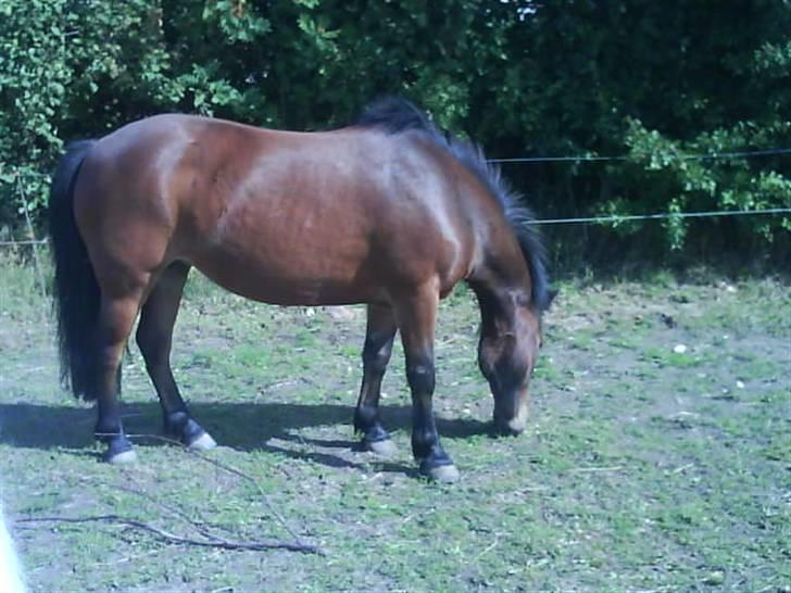 Anden særlig race Gaby - Gaby nyder sommeren :) billede 13