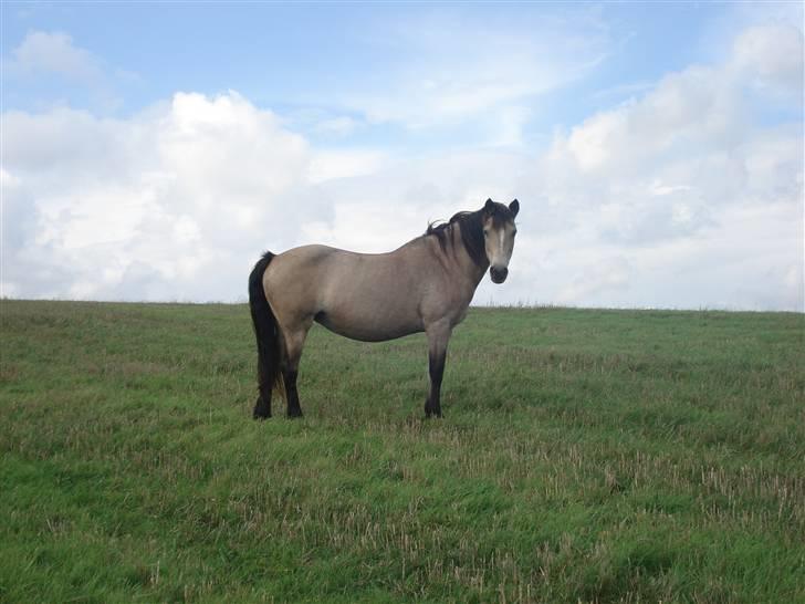 Connemara Mosens Rose Maree billede 19