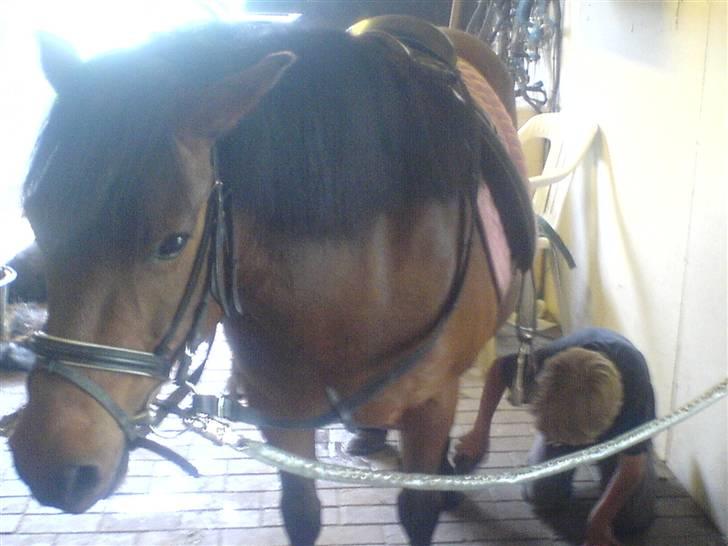 Anden særlig race Gaby - første ridetur der hjemme på Gaby :) billede 15