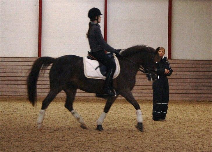 Hollandsk Sportspony •Challenge• - KURSUS billede 10