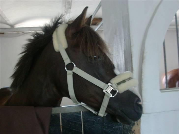 Hollandsk Sportspony •Challenge• - CHALLENGE I BOKSEN billede 13