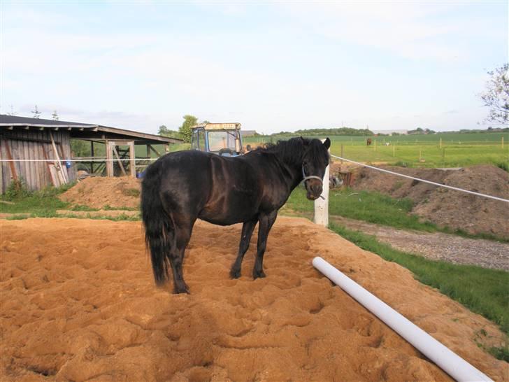 Welsh Pony (sec B) Blackie - Slapper lige af, og samler kræfter.... :) billede 8