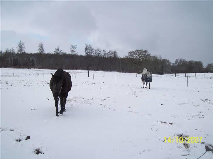 Sportsaraber (A) toujour R.I.P - sneen er dejlig billede 17