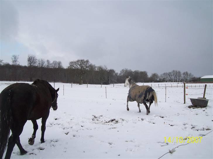 Sportsaraber (A) toujour R.I.P - vintervejr februar 2009 Toujour & Hekate billede 18