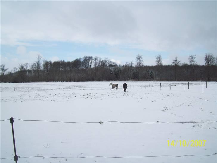 Sportsaraber (A) toujour R.I.P billede 19