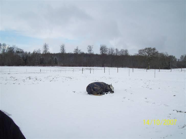 Sportsaraber (A) toujour R.I.P - Det er skønt at rulle sig!! En hest med respekt for sig selv =) billede 20