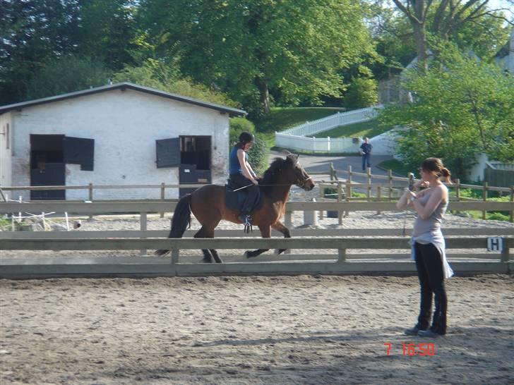 Islænder Sómi - Sómi på banen <3 galop <3 billede 7