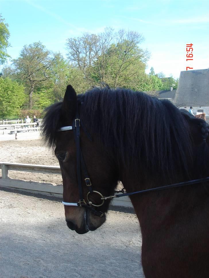 Islænder Sómi - sómi min lille hest <3 elsker ham <3 billede 8