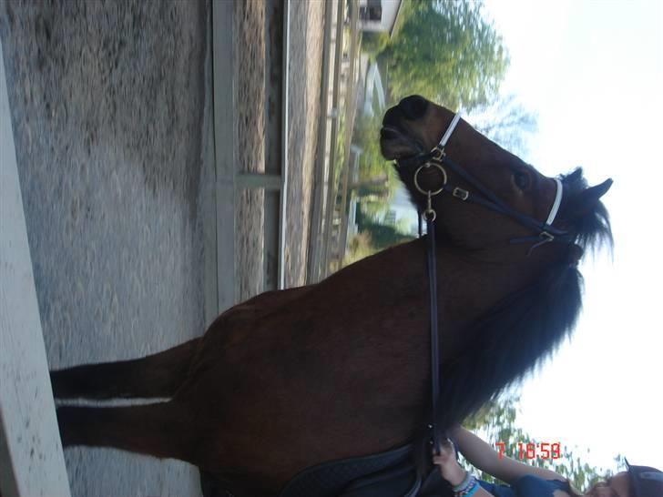 Islænder Sómi - her er lille sómi i godt humør <3 billede 9