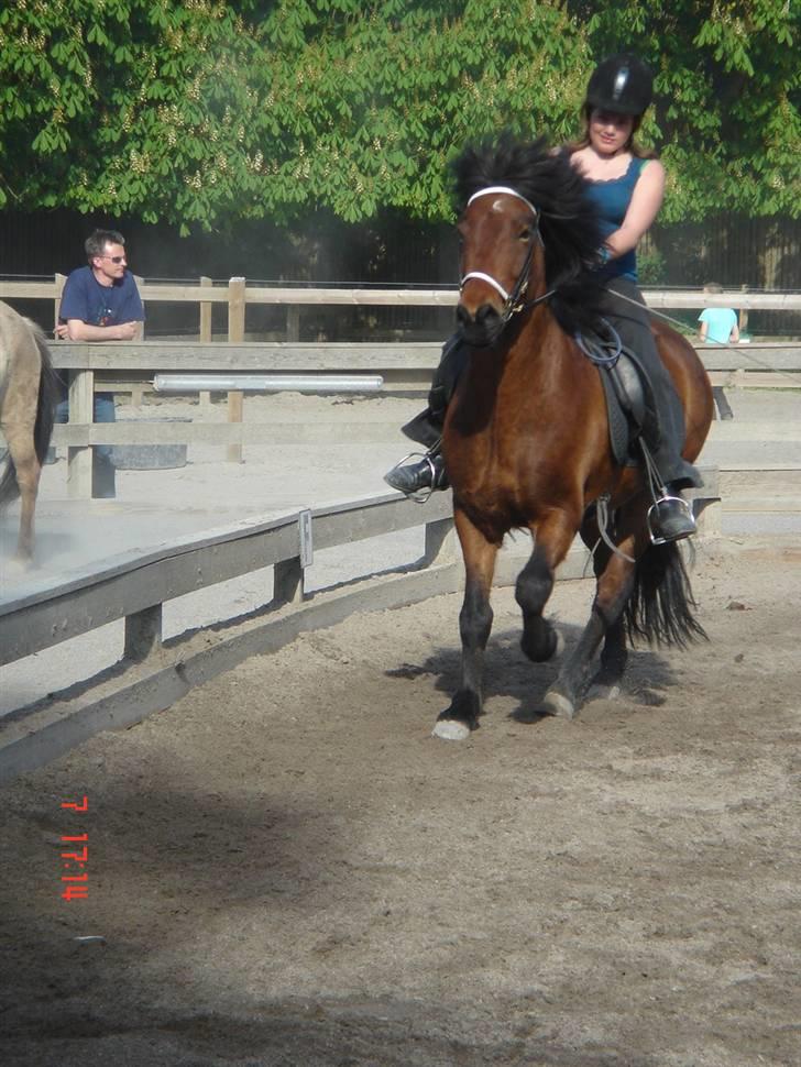 Islænder Sómi - "pas på emma her kommer vi" fotograf emma <3 billede 11