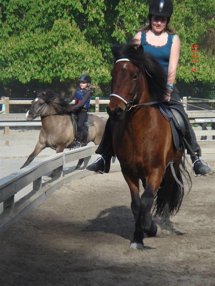 Islænder Sómi - " her kommer vi "  billede 12