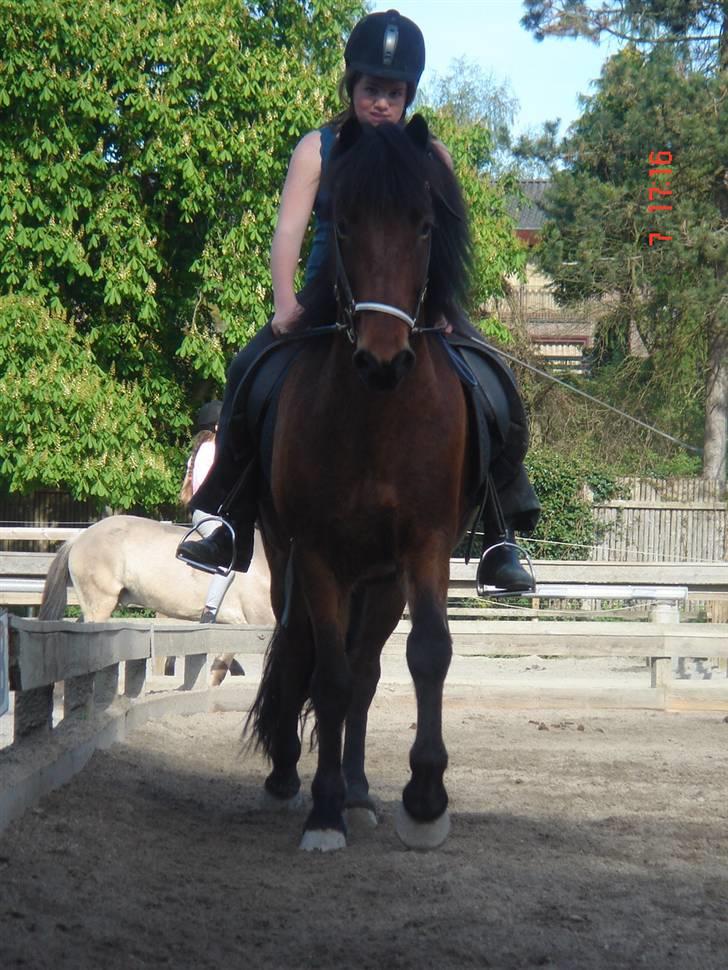 Islænder Sómi - sómi syntes emma er meget farlig <3 billede 13