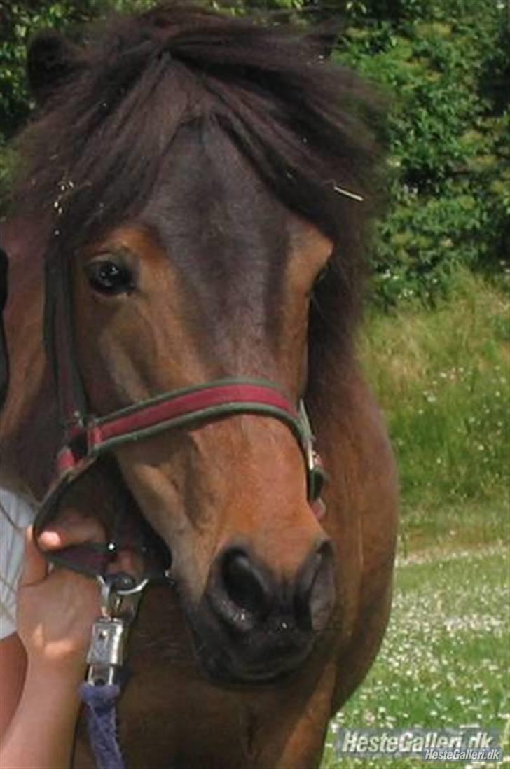 Shetlænder Bygge´s  Malissa <3 billede 12