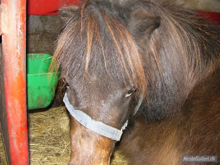 Shetlænder Bygge´s  Malissa <3 billede 13