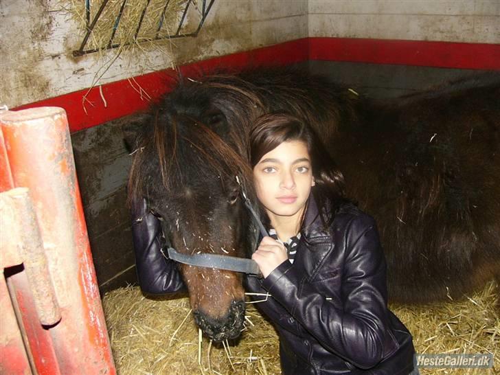 Shetlænder Bygge´s  Malissa <3 billede 14