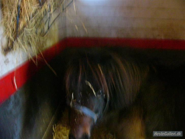 Shetlænder Bygge´s  Malissa <3 billede 15