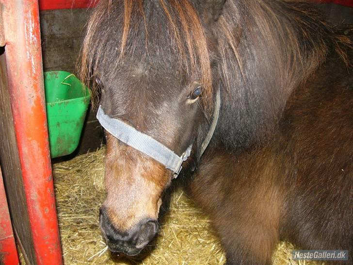 Shetlænder Bygge´s  Malissa <3 billede 16