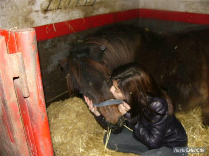 Shetlænder Bygge´s  Malissa <3 billede 17