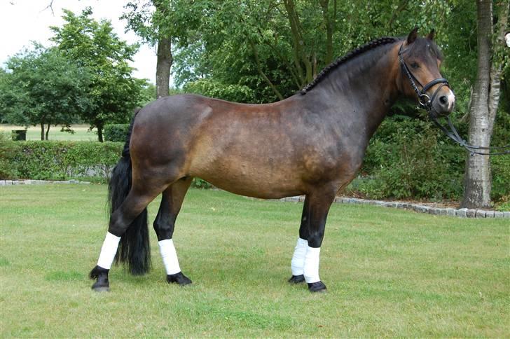 Dartmoor Muehlenmoor Sandrina billede 10