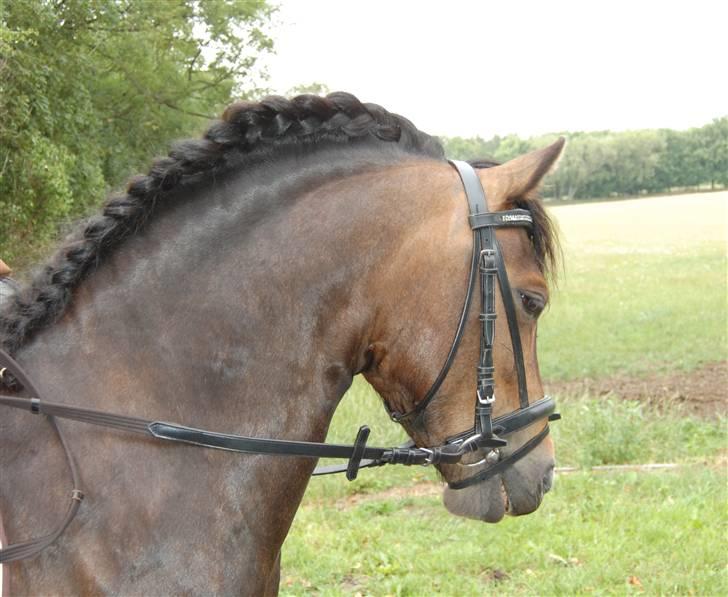 Dartmoor Muehlenmoor Sandrina billede 11