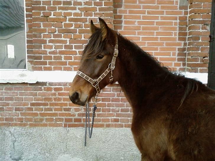 Anden særlig race Viktor billede 5